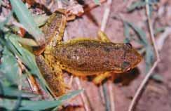 Scinax squalirostris