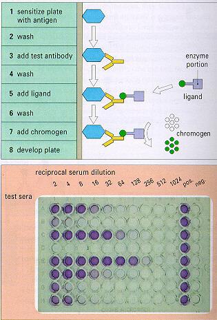 ELISA 1) Quando o anticorpo for quantificado, o antígeno deve ser adsorvido a uma fase sólida (placa de poliestireno ou placas de ELISA).