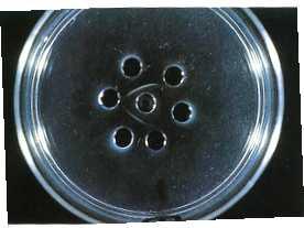 Placa de Petri com agarose para teste
