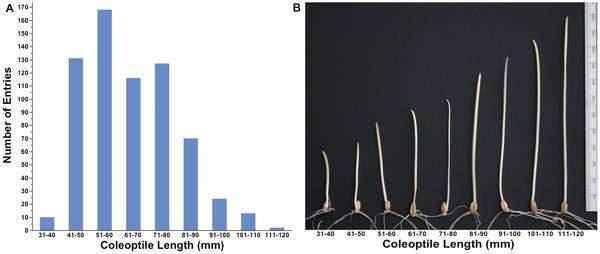 Figure 1. Coleoptile length distribution among 662 entries of the world wheat collection in 10-mm intervals (A).