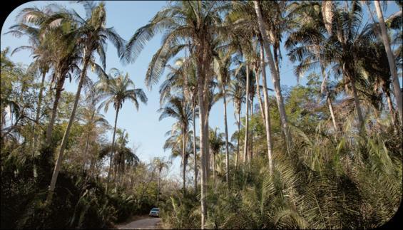 (babaçu e carnaúba) Índice pluviométrico elevado na porção oeste e baixo no leste Atividades econômicas: coco-babaçu e do palmito extração da cera da carnaúba.