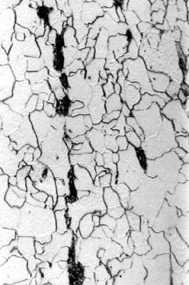 Os dois aços de menor resistência (Nb e NbTi-1) apresentaram grãos de aproximadamente 10 µm de diâmetro, enquanto os outros tres aços de