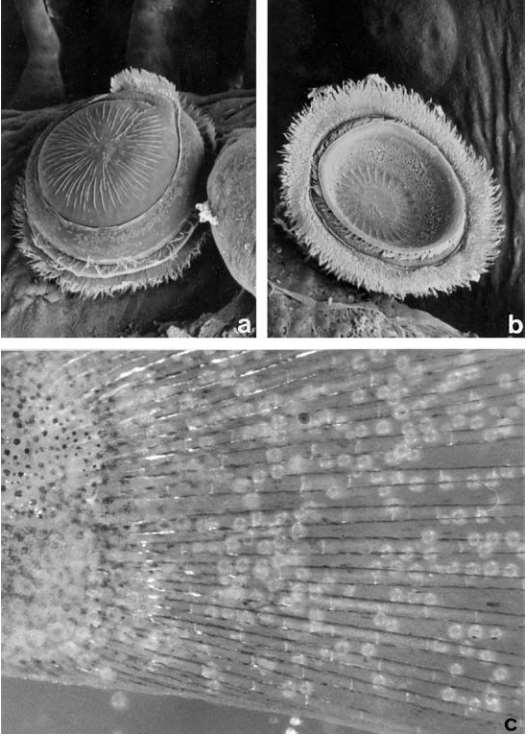 29 Figura 3. Trichodina sp. nas brânquias de Pleuronectes platessa (a, b) e elevada densidade de parasitose em, Oreochromis mossambicus (c) (EIRAS et al., 2010). 2.4.