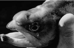 30 A grande maioria de seus hospedeiros são peixes de água doce e marinhos, principalmente em peixes ósseos. Algumas espécies já foram descritas em repteis e anfíbios (ver em EIRAS, 2005).