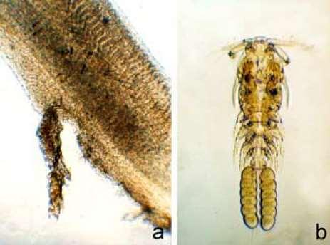 43 O ciclo de vida dos copépodes geralmente é monoxeno e apresenta importantes variações relacionadas com o parasitismo, em especial o número de fases de naúplios, que é bastante variada, embora