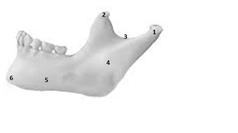 ANATOMIA HUMANA I QUESTÃO 16 Um dos músculos que participa na dorsiflexão do tornozelo é o (A) fibular longo. (B) flexor longo do hálux. (C) tibial anterior. (D) flexor longo dos dedos.