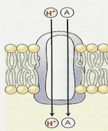 Absorção e redução do NO 3 É uma processo ativo (gasto de energia 16 ATP) Dependente do processo respiratório (produção de ATP) Junto com o NO 3 é absorvido dois prótons (2 H + ) em um simporte