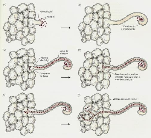Formação do nódulo Formação do nódulo Dissolução da parede e ligação na membrana plasmática (MP); O complexo de golgi na base do pêlo vai lançando vesículas e vai ocorrer uma invaginação da