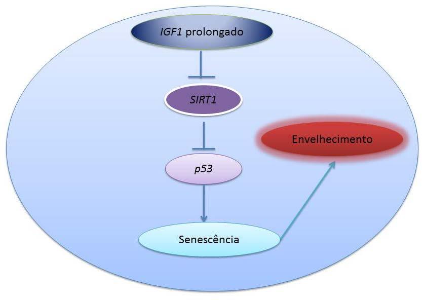 Adaptado de TRAN et al, 2014.