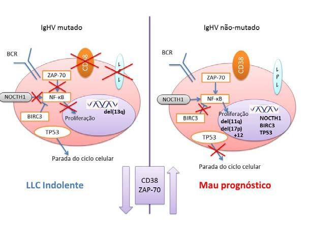 19 Figura 7 Ilustração dos mecanismos moleculares que levam a mutação da IgV H. Mutações no gene NOCTH1 e inibição do BIRC3 inibe a via NF-κB diminuindo a proliferação celular.
