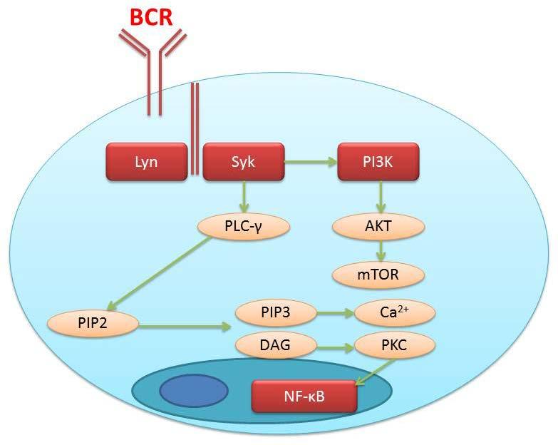 24 O influxo de cálcio ativa diretamente alguns fatores transcricionais incluindo o fator nuclear κb (NF-κB), que desempenha um papel essencial no mecanismo antiapoptótico celular, por meio da
