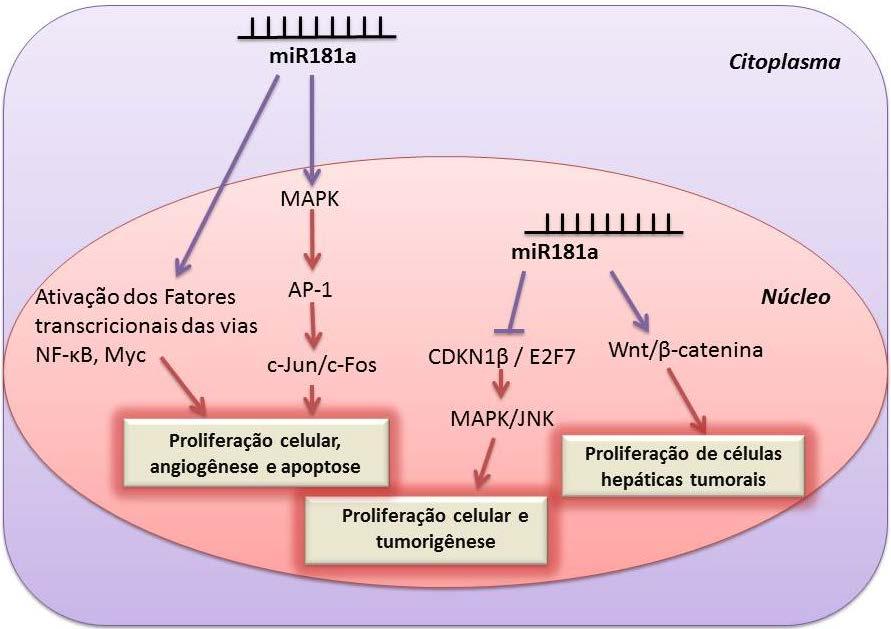 34 De acordo com Yamashita et al.(2009), o mir-181a também está envolvido na via Wnt/β-catenina das células tronco hepáticas do hepatocarcinoma celular (HpSC- HCH).