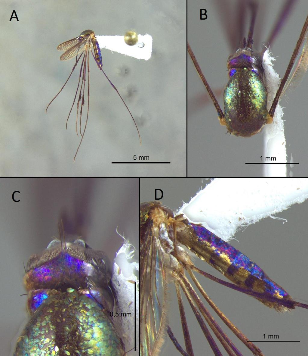 23 Fig. 09: Morfotipo II. A. Vista lateral (aumento 7.1x). B. Mesonoto em vista dorsal (32x). C. Occipício e Lobos antepronotais em vista dorsal (82x). D. Abdome em vista lateral (32x).
