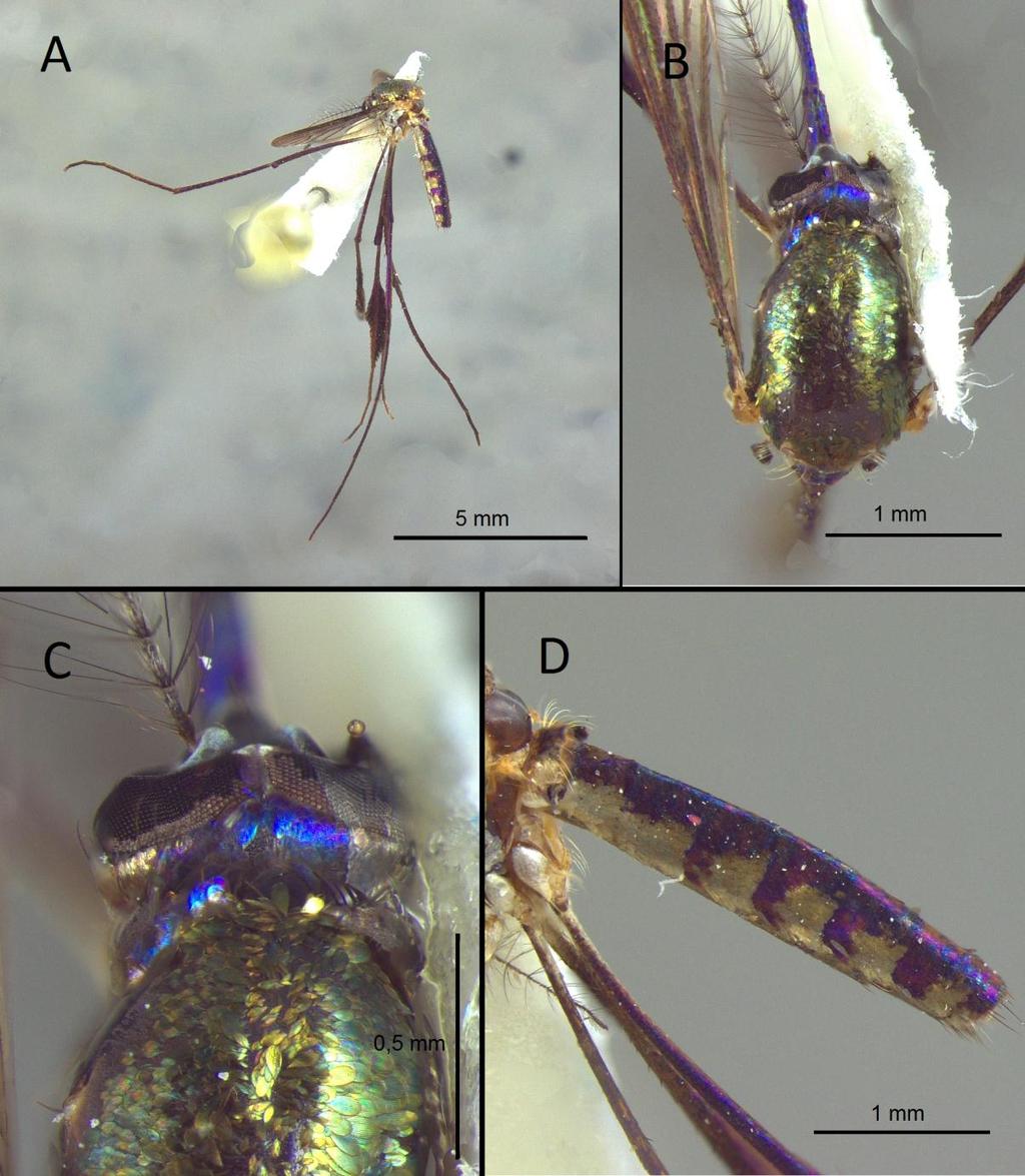 27 Fig. 13: Morfotipo VI. A. Vista lateral (aumento 7.1x). B. Mesonoto em vista dorsal (32x). C. Occipício e Lobos antepronotais em vista dorsal (82x). D. Abdome em vista lateral (32x).