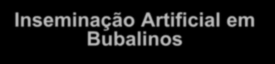 Inseminação Artificial em Bubalinos Inseminação 12 ou 24 horas após a detecção de cio búfalas que manifestarem cio em mais de um período de