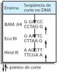 outros. 2) Extração e purificação do DNA.