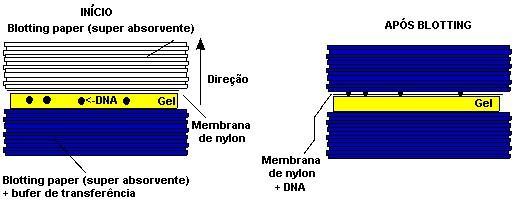 para membrana