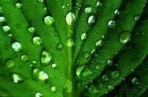 A tensão superficial explica vários fenómenos: As gotas de água que se observam nas folhas ilustram bem