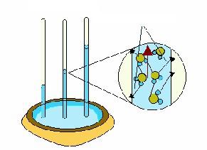 A explicação da capilaridade baseia-se na existência de dois tipos de forças que competem entre si forças intermoleculares de