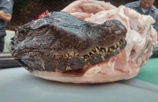 Formulação e processamento de carne de cayman crocodillus yacare produzido a partir de resíduos industriais (BR 10 2013 017828 4) Baixo custo;