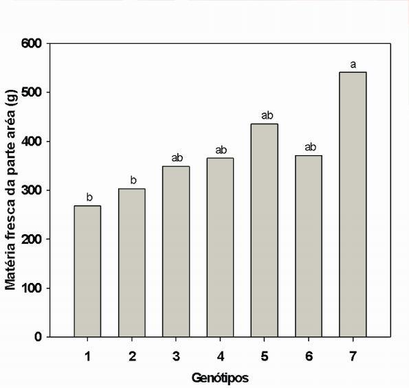 Figura 2. Número de folhas (NF) dos genótipos de alface (1 -Maravilha de inverno manteiga, 2-Aurélia, 3-Repolhuda, 4-Americana, 5-Black seeded sinpsom, 6-Salad bowm, 7-crespa).