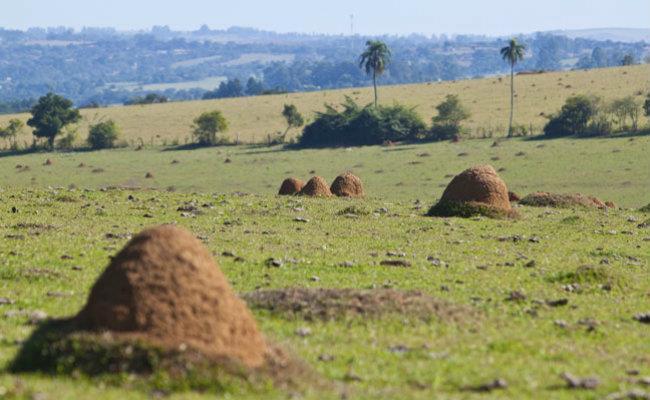 Efeitos da substituição do cerrado nativo por áreas