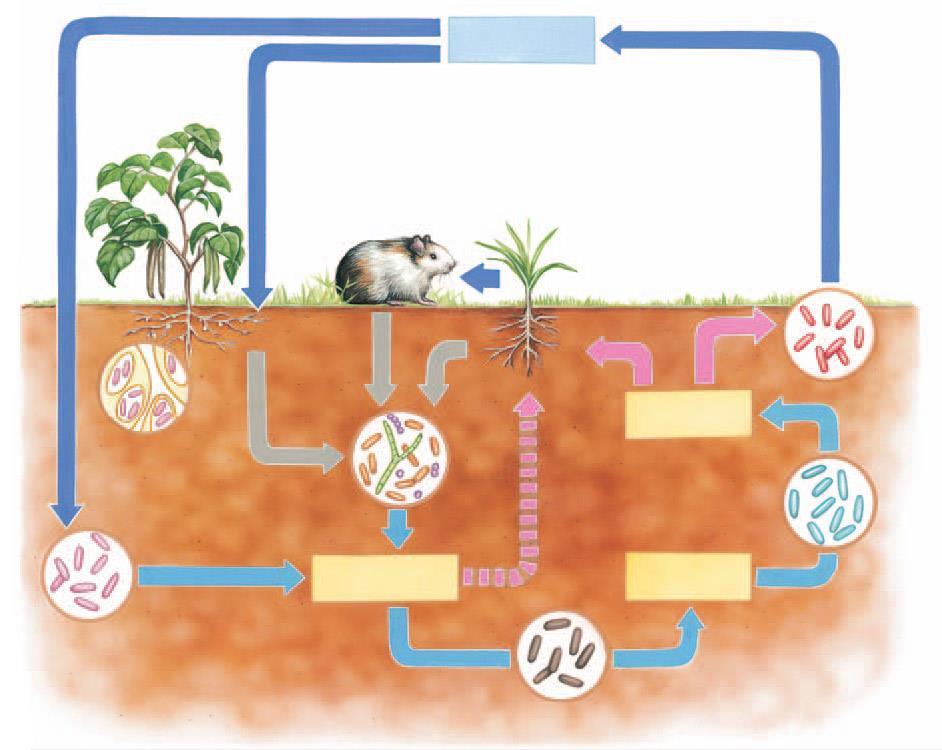 CICLO DO NITROGÊNIO FIXAÇÃO DO NITROGÊNIO ATMOSFÉRICO N 2 atmosférico DESNITRIFICAÇÃO Assimilação pelos herbívoros Bactérias fixadoras de N2 no solo Excreção Bactérias fixadoras de N2 nos nódulos de