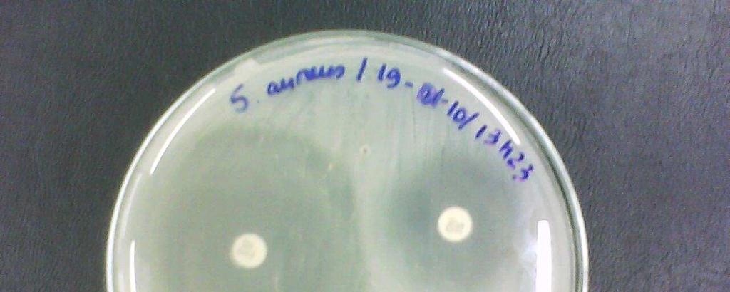 de antibióticos: Penicilina G 10µg (Halo maior) e Eritromicina 15 µg Frente à levedura