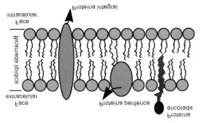 Figura 2. Tipos de proteína de membrana, classificados de acordo com a sua posição (Mello Aires, 1999).