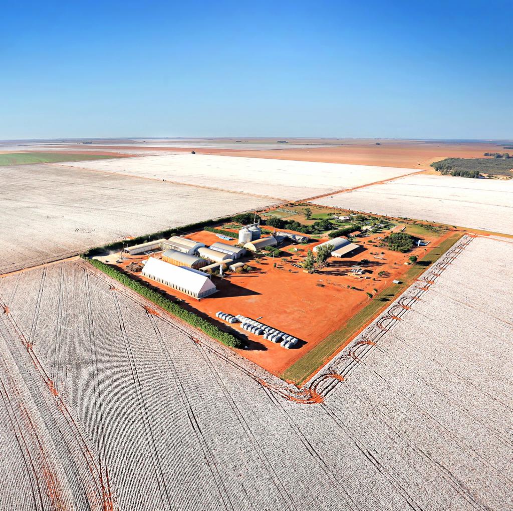 Indústrias de Beneficiamento do Algodão Na safra 2015/16, a área com cultivo de algodão foi de 226.646 hectares, distribuídos em regime de Sequeiro (205.577 hectares) e Irrigados (21.