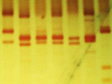 whitmani); 5-6 Leishmania linfantum (Lu. lentis); 7-12 Leishmania infantum (Lu.