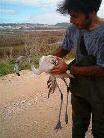 ao lado um Flamingo encontrado vivo