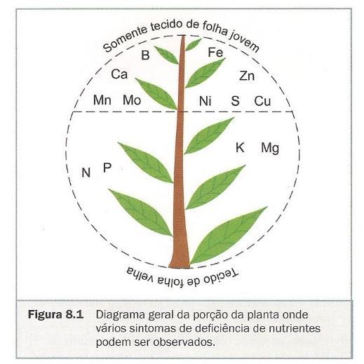 Balanço de Nutrientes: Manejo de Micronutrientes Aniônicos Catiônicos Boro H 3 BO 3 - Molibdênio MoO 4 2- Cloro Cl - Fatores que afetam disponibilidade: - Mineralogia minerais primários e