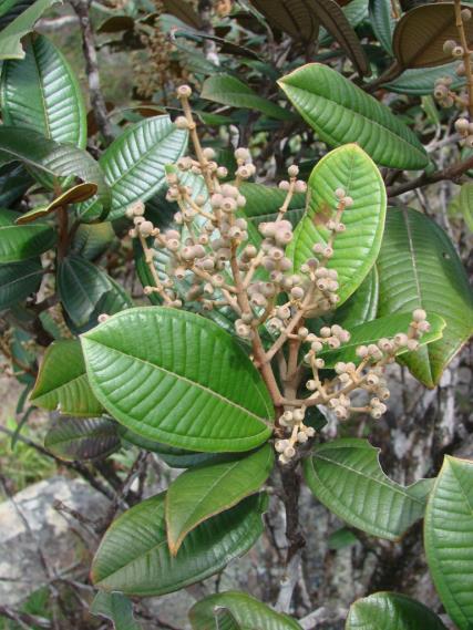 Danos causados por baixas condições