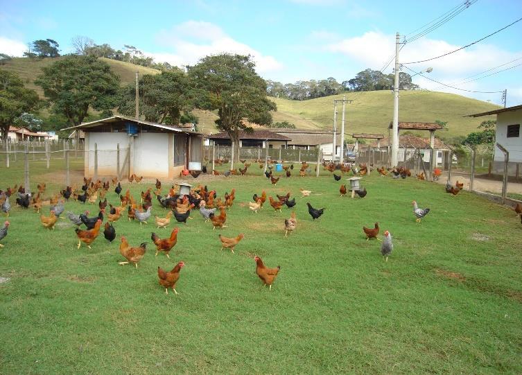 de galpão (de cama simples ou de aviários) com