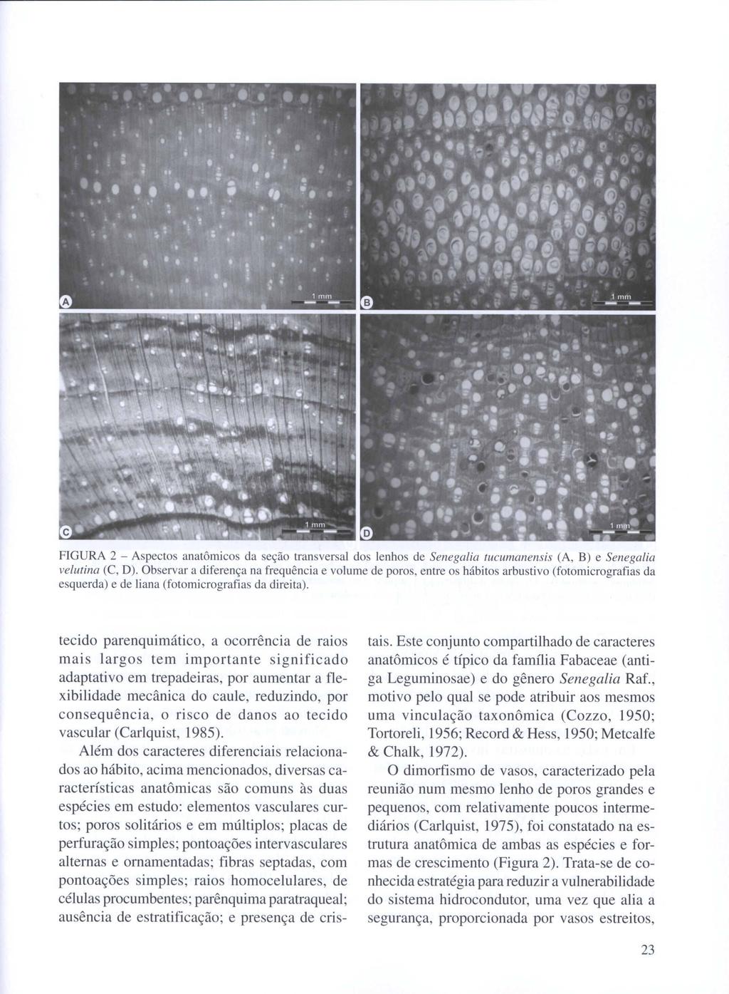 FIGURA 2 - Aspectos anatômicos da seção transversa] dos lenhos de Senegalia tucumanensis (A, B) e Senegalia velutina (C, D).
