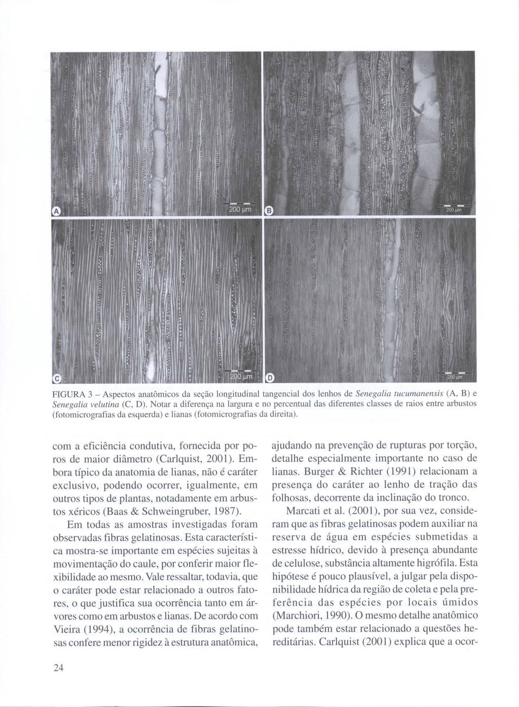 FIGURA 3 - Aspectos anatômicos da seção longitudinal tangencial dos lenhos de Senegalia tucumanensis (A, B) e Senegal ia velutina (C, D).