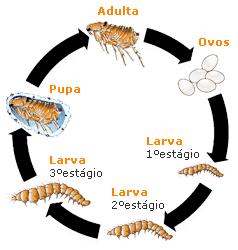 vetores da peste (Yersinia