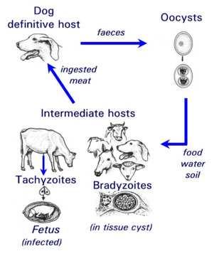 A Neosporose é uma doença causada pelo protozoário Neospora caninum, é um parasita intracelular obrigatório que até 1988 foi confundido com Toxoplasma gondii por causa das semelhanças biológicas e