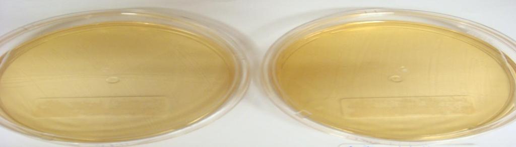 Figura 18 Avaliação microbiológica tinta para telha cinza claro, aplicado em telha de fibrocimento - x " Sem exposição ao intemperismo 47 Observa-se que nas fotos que as amostras que não foram