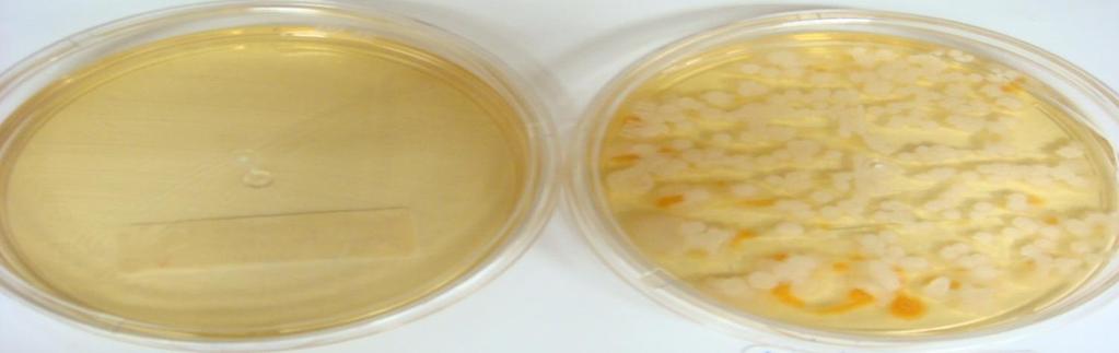 A figura 19 ilustra o teste microbiológico da tinta aplicada em telha de cerâmica, com o uso do pigmento convencional e pigmento frio, na cor cinza claro, expostas 1 ano ao intemperismo natural.