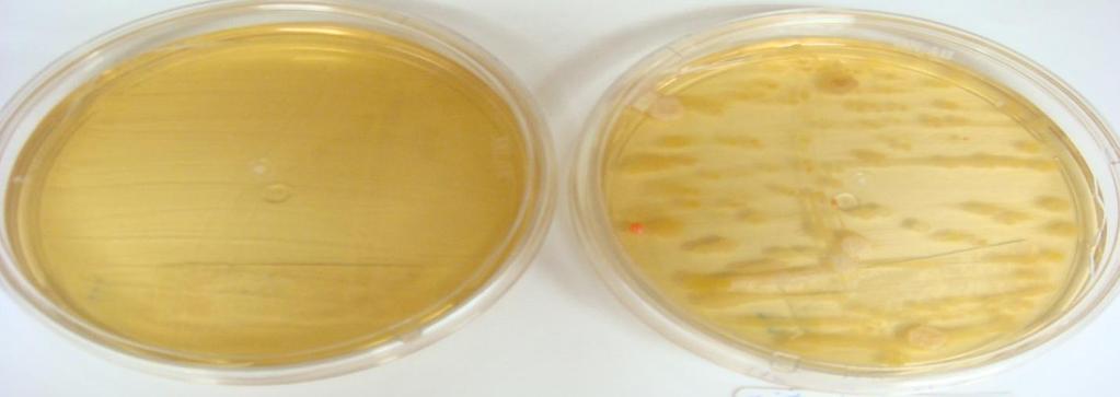 Figura 20 Teste microbiológico tinta para telha cinza escuro, aplicado em telha de cerâmica - x " Exposição 1 ano ao intemperismo natural 48 A figura 21 mostra o teste microbiológico da tinta