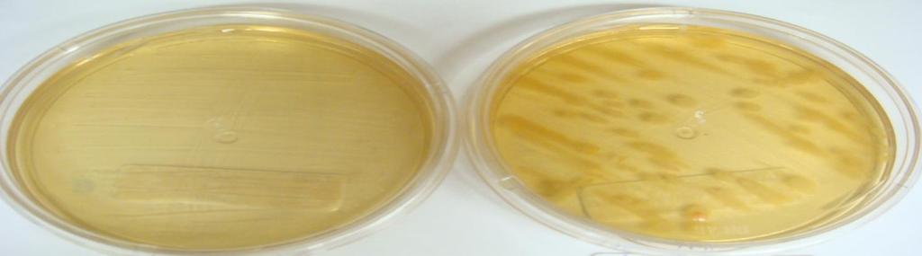 Figura 22 - Teste microbiológico tinta para telha cinza escuro, aplicado em telha de fibrocimento - x " Exposição 1 ano ao intemperismo natural 49 Após um ano de exposição ao intemperismo natural, as