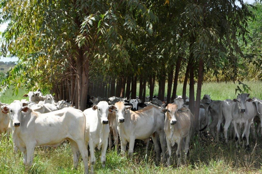 Síglia Regina Souza / Embrapa Integração Lavoura-Pecuária-Floresta