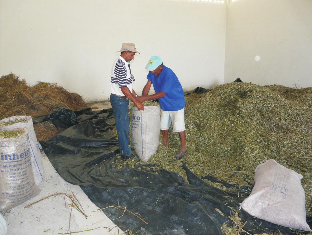 Implantação e manejo de legumineira com gliricídia (Gliricidia sepium) - Distribuir a mistura de adubos no fundo dos sulcos na quantidade de 1,5 kg para cada 10 m de sulco.