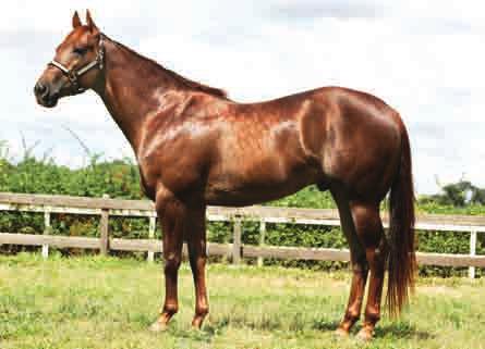 21 A STREAK OF DASH HARAS SÃO MATHEUS 22 BEAUTIFULL ARRAY HARAS SÃO MATHEUS