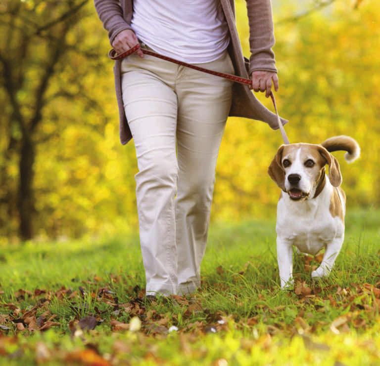 Importância do Dog Walker Fornece as necessidades básicas do cão - atividade física e mental, liderança, disciplina e carinho.