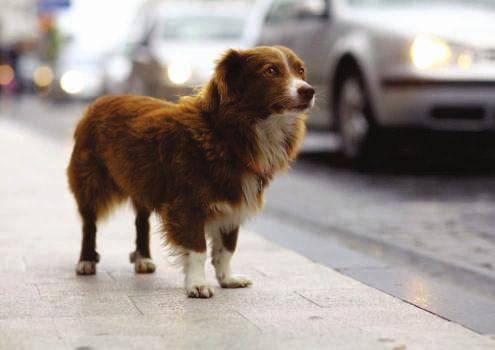 Por isso, eles têm a necessidade de caminhar, farejar, explorar o ambiente e seguir um líder exatamente o que um Dog Walker deve fornecer.