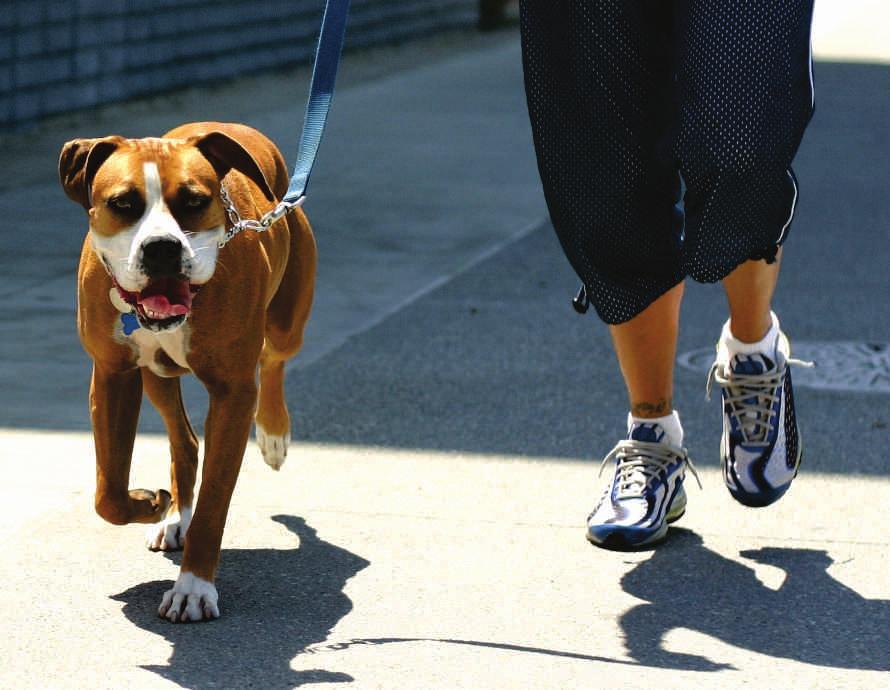 A pro ssão de Dog Walker Muito comum na Europa e em países como Estados Unidos, Canadá e Austrália, a pro ssão de Dog Walker está em amplo crescimento no Brasil.