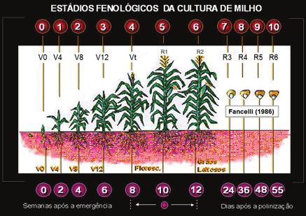 fisiologia Estádio V4 ou 1 (planta com quatro folhas totalmente desdobradas) O estádio V4 coincide, normalmente, com 12 a 20 dias após a emergência da planta, ocorrendo neste período a preparação